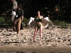 kristen-stewart-green-bikini