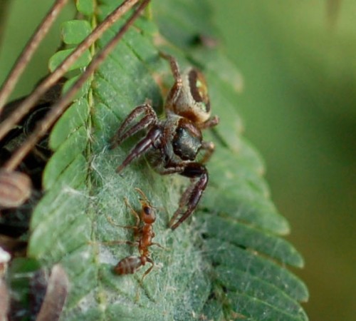 "Atkins Is So 5 Minutes Ago," Said the Spider