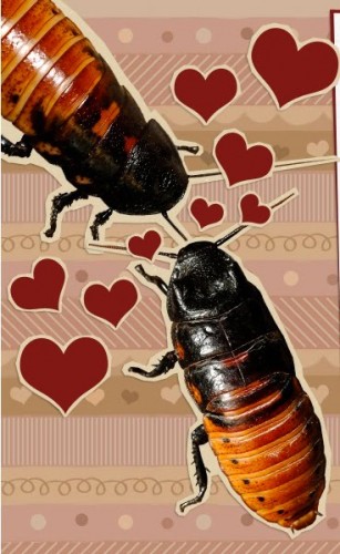 cockroach